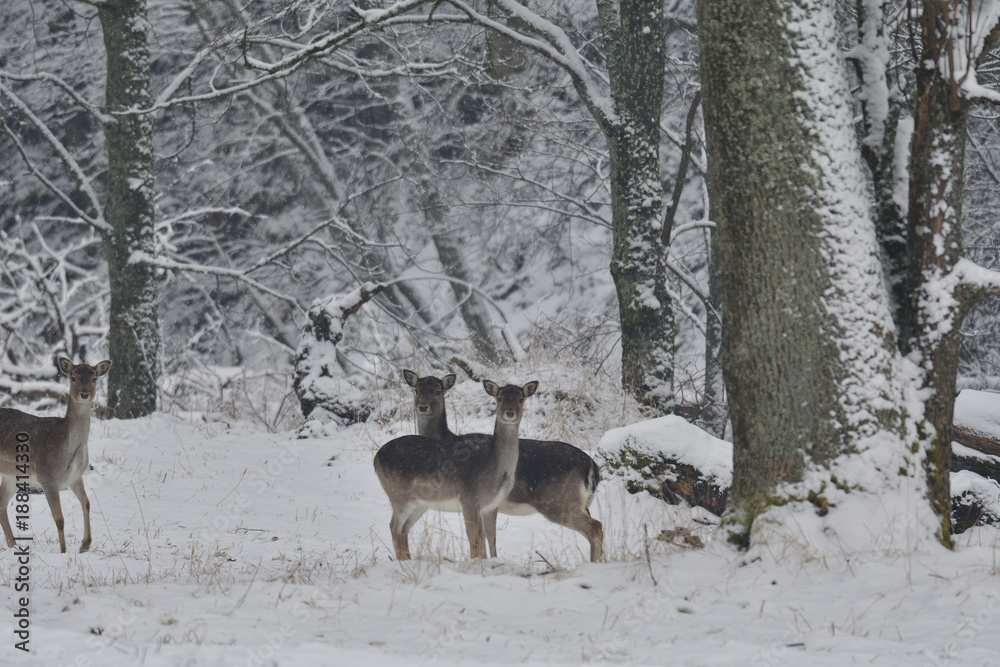 herd of Fallow deer watching in the white snowy forest in the winter herd of Fallow deer watching in the white snowy forest in the winter