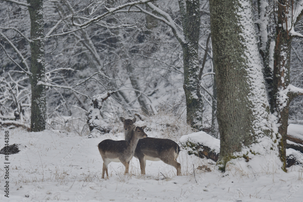 herd of Fallow deer watching in the white snowy forest in the winter herd of Fallow deer watching in the white snowy forest in the winter