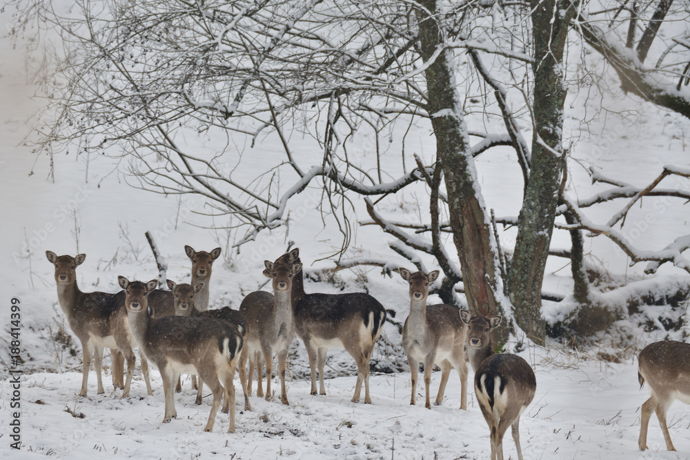 herd of Fallow deer watching in the white snowy forest in the winter herd of Fallow deer watching in the white snowy forest in the winter