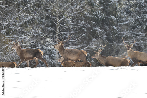 herd of stag and hart deers watching on the horizont in the snowy white forest in the winter
