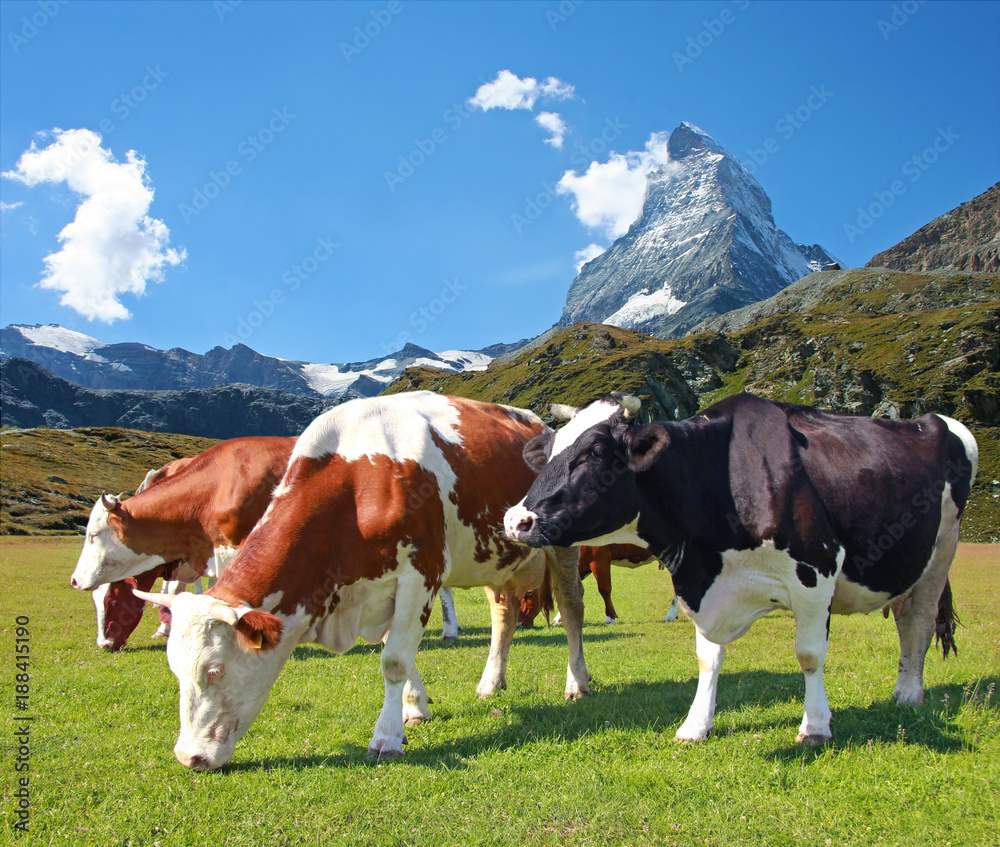 Cows grazing in the meadow.In the background of the Matterhorn-Swiss Alps Cows grazing in the meadow.In the background of the Matterhorn-Swiss Alps