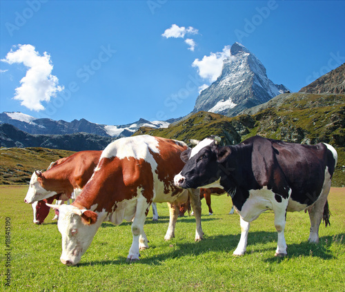 Cows grazing in the meadow.In the background of the Matterhorn-Swiss Alps