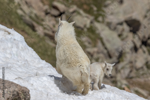 Mountain Goat Nanny and Kid