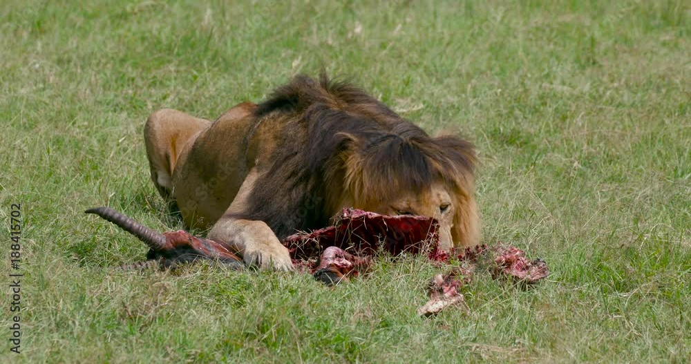 Male Lion With Kill; Maasai Mara Day 2; Maasai Mara, Kenya, Africa Male Lion With Kill; Maasai Mara Day 2; Maasai Mara, Kenya, Africa