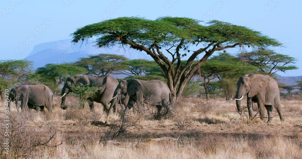 Forest Elephants & Acacia Tree; Samburu 13 October 16; Samburu, Kenya, Africa Forest Elephants & Acacia Tree; Samburu 13 October 16; Samburu, Kenya, Africa