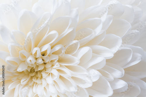 Closeup of White Chrysanthemum flower with orange and blue tint © Eetu