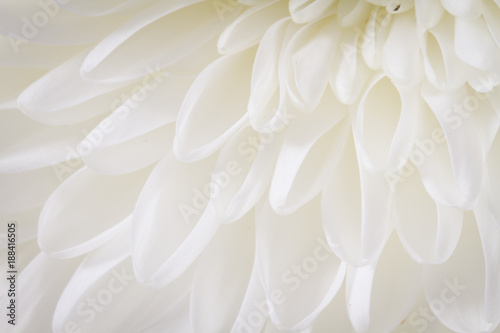 Canvas Print Soft closeup of white Chrysant flower petals with warm tint