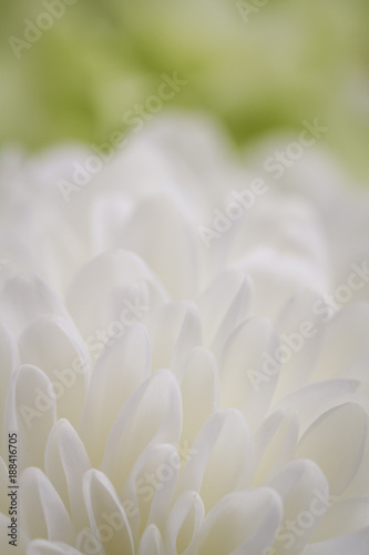 closeup of white Chrysant flower with green blurred background and shallow depth of field
