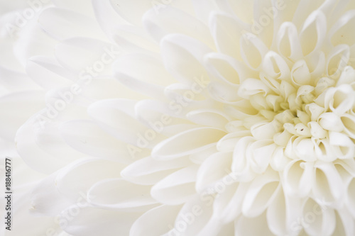 light closeup of white Chrysant flower with center on the right