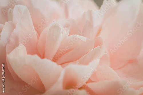 Closeup of Pink Clove Flower Petals © Eetu