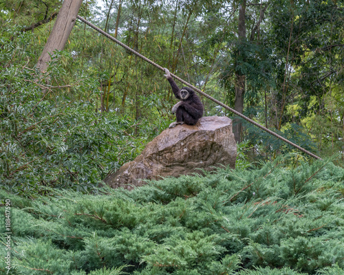 Monkeys in the rain.    