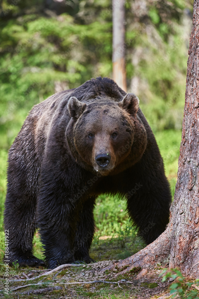 Male brown bear (Ursus arctos) in the forest Male brown bear (Ursus arctos) in the forest