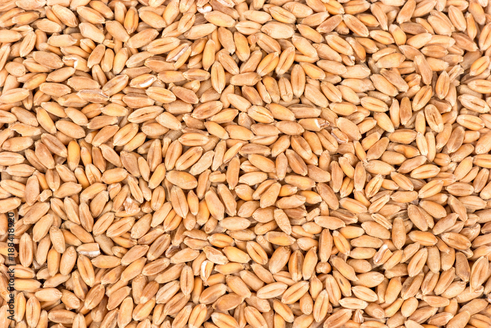 Dry wheat grains Dry wheat grains