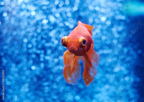 Goldfish in blue water and air bubbles behind