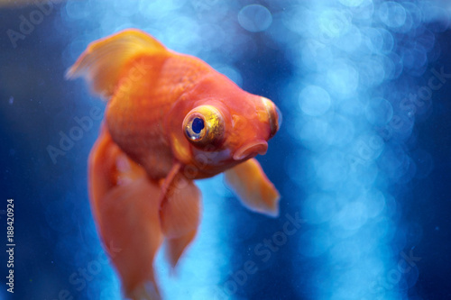 Goldfish in blue water and air bubbles behind