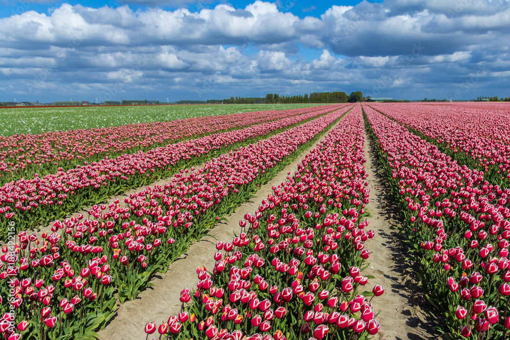 typical Dutch tulip fields in the spring