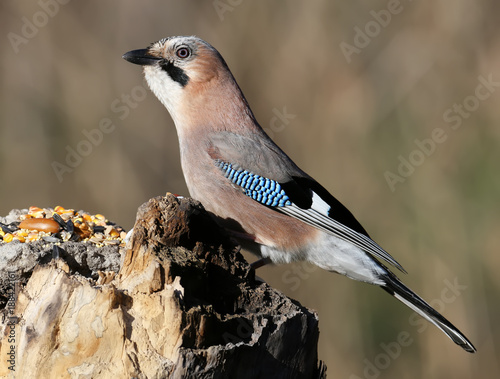The Eurasian jay sits on a vertical log-feeder on a blurred background. The details of the plumage and the distinctive features of the bird are clearly visible.