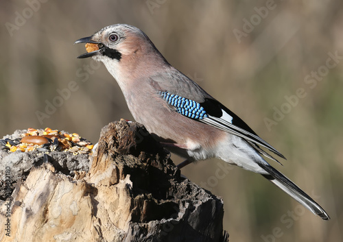 The Eurasian jay with a walnut in beak sits on a vertical log-feeder on a blurred background. The details of the plumage and the distinctive features of the bird are clearly visible. photo