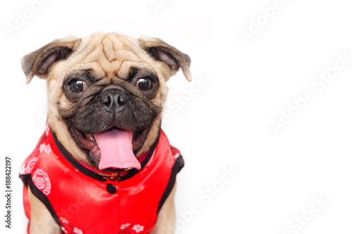 Portrait of Happy Fawn Color Pug Dog wear a red cheongsam Chinese traditional Cloths. Welcome Chinese New Year 2018,Concept Happy dog year. isolated white background. © Stoondio