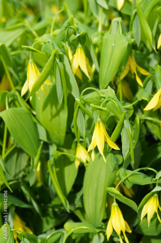 Uvularia grandiflora or the large-flowered bellwort or merrybells photo