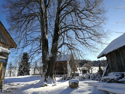 Große alte Linde in idyllischer Schneelandschaft bei blauem Himmel und Sonnenschein im Winter auf dem Bauernhof in Rudersau bei Rottenbuch im Pfaffenwinkel im Kreis Weilheim-Schongau in Oberbayern photo