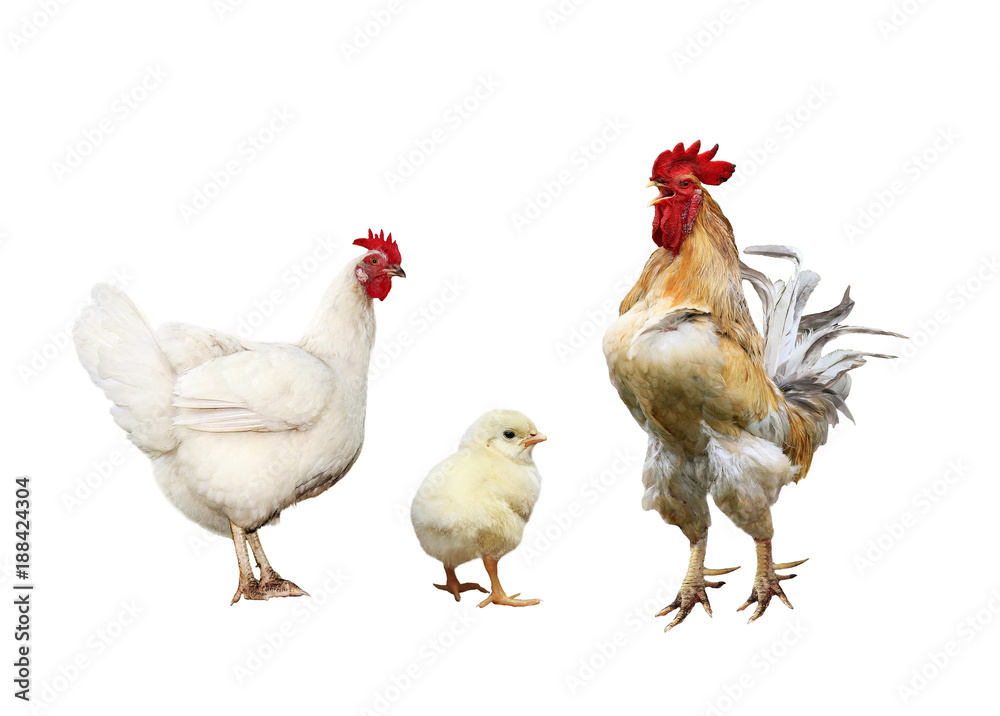 Fototapeta premium family portrait poultry chicken, red rooster bright yellow little chicken on a white isolated background