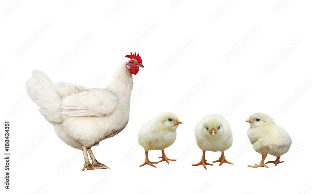 farm bird chicken hen and three little yellow chicken isolated on white background