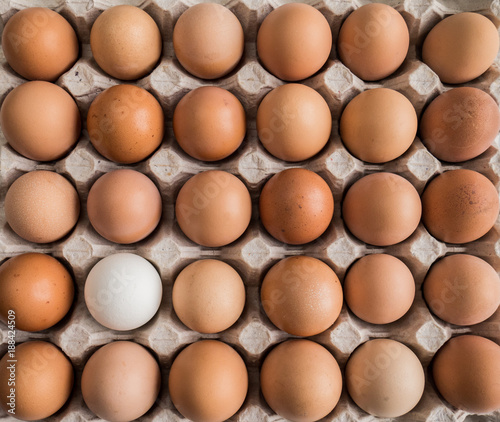 one white egg among brown in the tray.