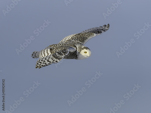  Snowy Owl Female in Flight on Blue Sky