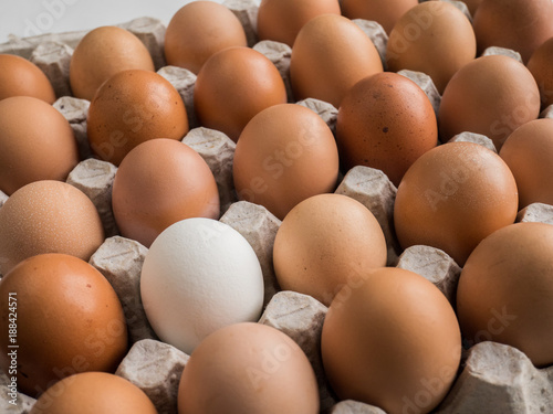 one white egg among brown in the tray.