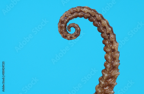 Detail of seahorse