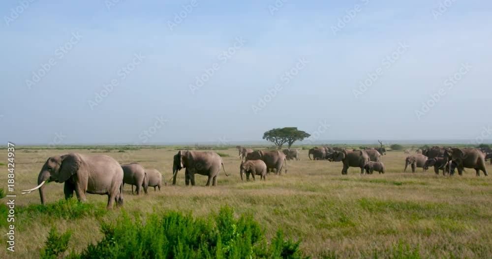 Herd Of African Elephants Walking; Amboseli Day 2; Amboseli, Kenya, Africa Herd Of African Elephants Walking; Amboseli Day 2; Amboseli, Kenya, Africa