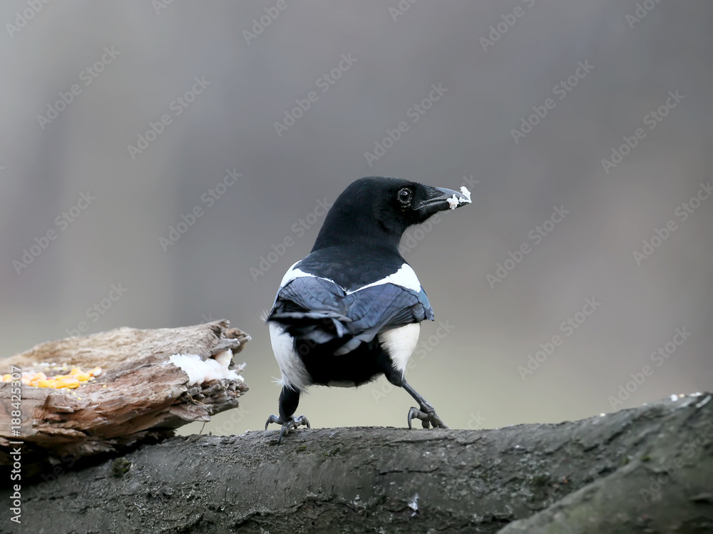 Obraz premium The Eurasian magpie sits on a branch and holds a piece of lard in its beak. Taken on a blurred gray background and convenient for cutting and design