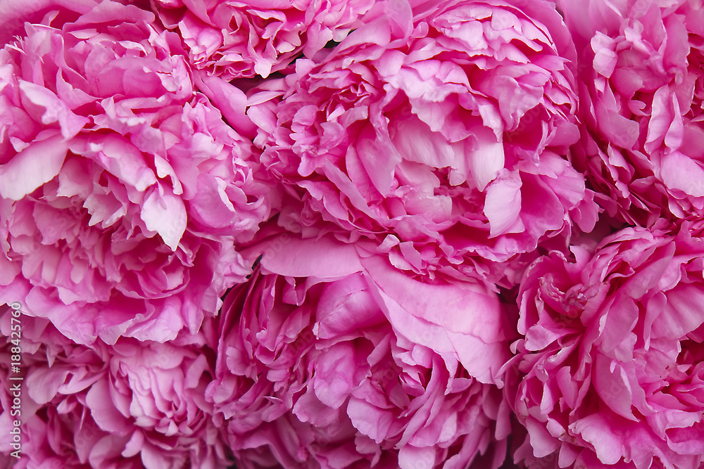 Composition with beautiful pink peony flower blossoms