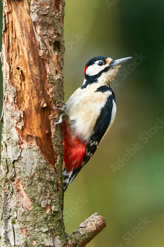 Male great-spotted woodpecker, Dendrocopos major
