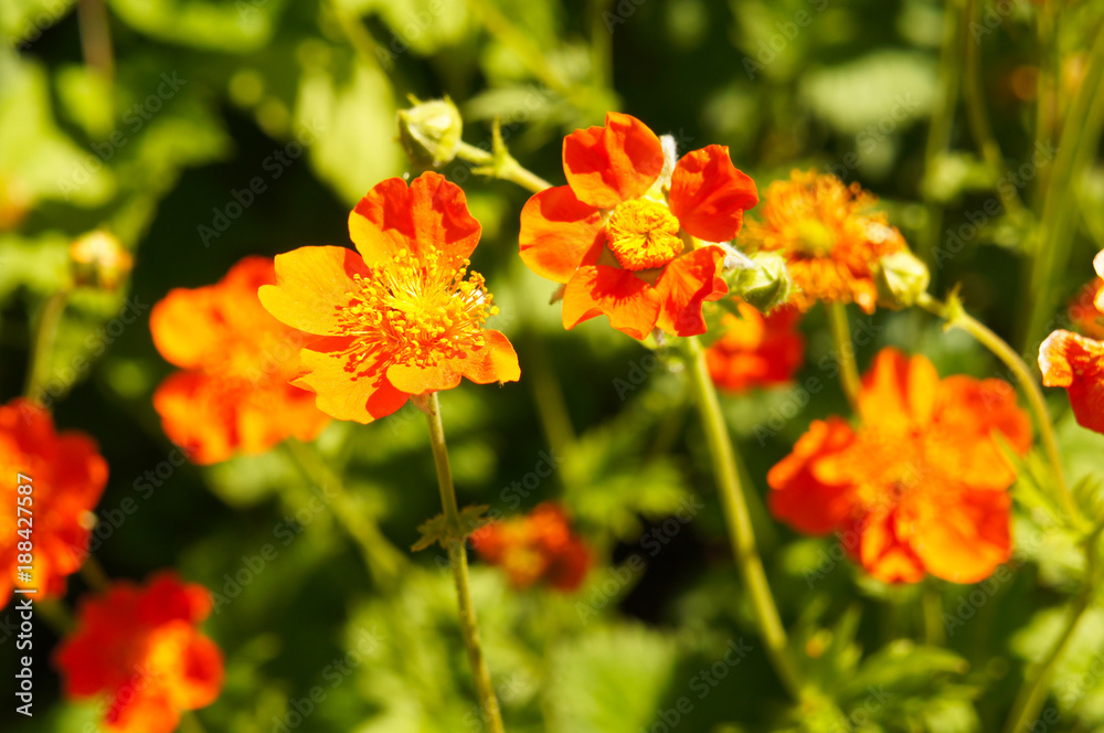 Avens borisii geum coccineum red flowers with green Avens borisii geum coccineum red flowers with green