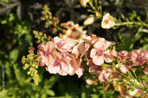 Verbascum hybrida southern charm or mullein pink flowers with green photo