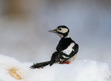 The female of the great spotted woodpecker sits on the snow and looks at the camera