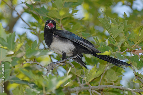 halbwüchsige Elster (Pica pica) - Eurasian magpie  photo