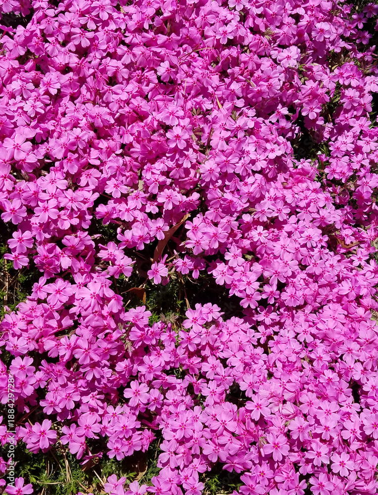 Wax-myrtle pink flower bed