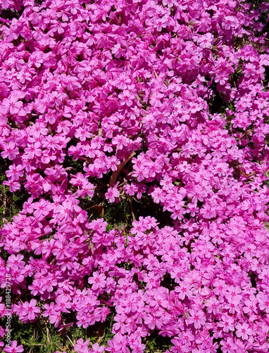 Wax-myrtle pink flower bed