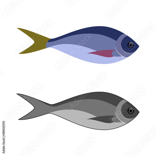 Fish logo. Sea and ocean fish icon of tuna, salmon, cod, bass, bream, mackerel, anchovy, sardine, hake, seabass and codfish. Vector illustration of aquarium fish isolated on white background.