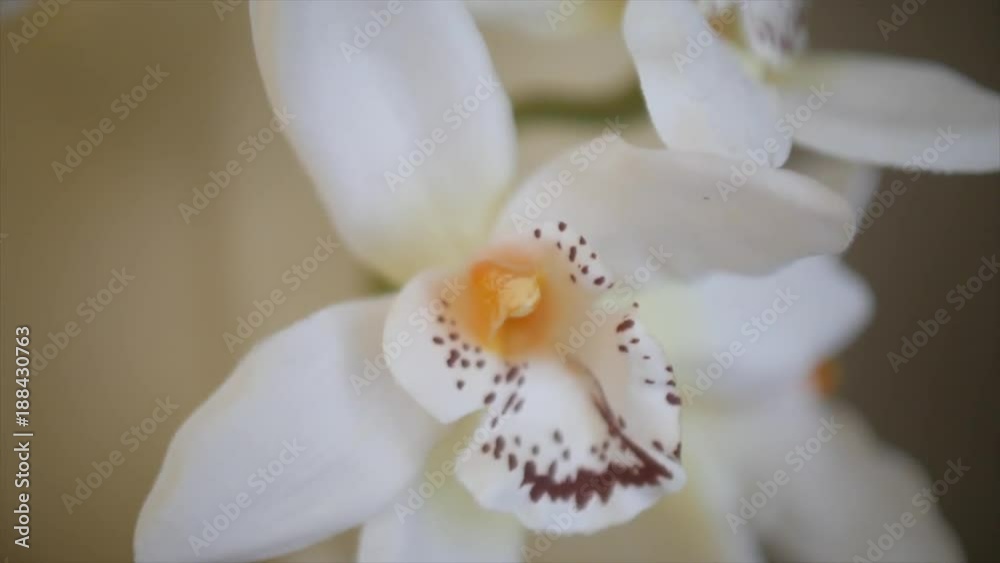 Fleur orchidées