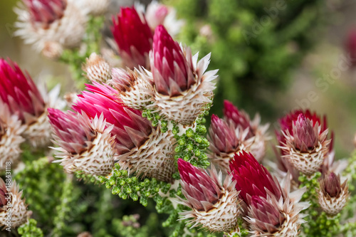 A close up of Cape fynbos flowers . Flowers from Cape Towns Fine bush kingdom. Strawberry Paper flowers.