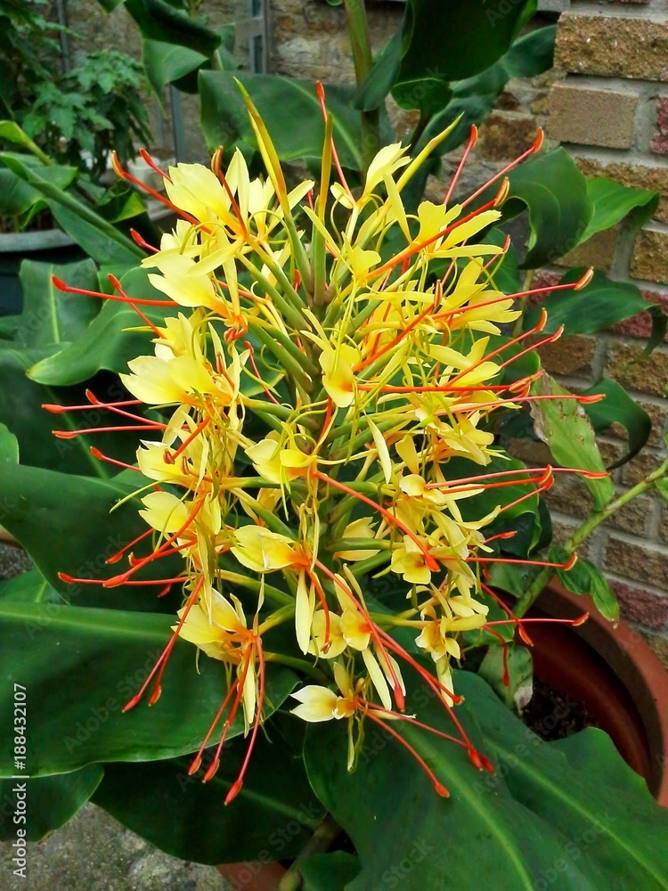 Yellow Kahili Ginger Lily Flower With Green Leaves Stock Photo Adobe Stock Yellow Kahili Ginger Lily Flower With Green Leaves Stock Photo Adobe Stock
