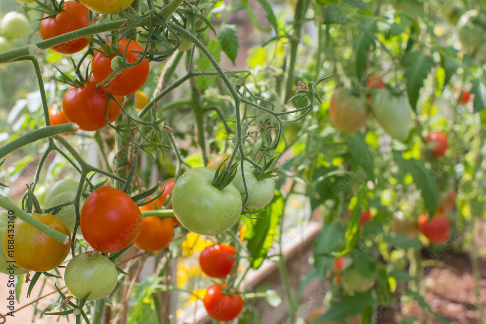 tomatoes ripen in the greenhouse