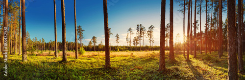 Foto Coniferous forest with pine trees at sunset