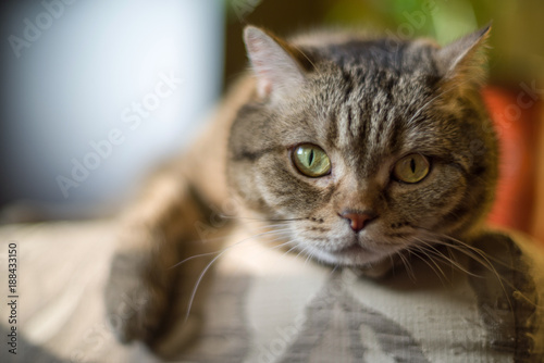 The cat looks into the lens on a blurred background.