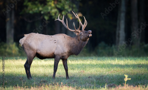 Wallpaper Mural Bull Elk Torontodigital.ca