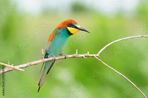 European bee-eater (Merops apiaster) sits on a branch, like a small colorful dragon.